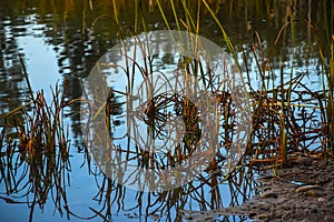 Cattails in Pond Along Yampa River