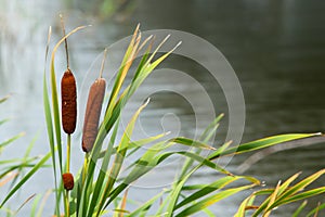 Cattails on the Pond in Jacksonville Beach