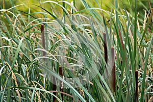 Cattails, Reeds and grass in a swamp