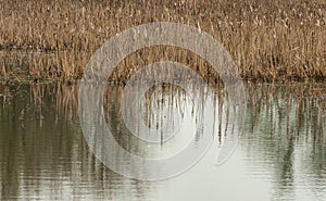 Cattails reflect in wetland waters