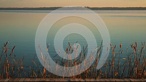 Cattails on the River in Morning Light