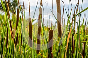 Cattails