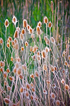 Cattails In Summer Sunlight