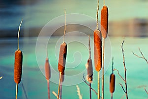 Cattails at sunset