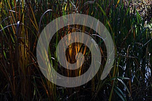 Cattails and tall grass growing in the wetlands