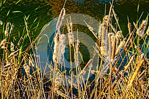 Cattails  Typha latifolia with cottony outside sheding off at edge of water - Shallow focus