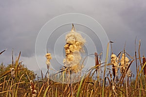 Cattails Typha latifolia exploding seeds in Autumn. Close-up.