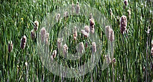 Cattails are upright perennial plants that emerge from creeping rhizomes.