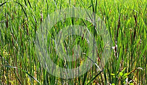 Cattails are upright perennial plants that emerge from creeping rhizomes.