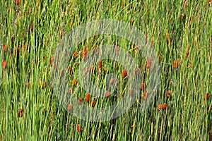 Cattails are upright perennial plants that emerge from creeping rhizomes.