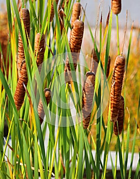 Cattails are upright perennial plants that emerge from creeping rhizomes.