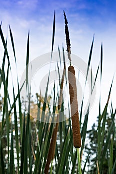 Cattails vegetation with blue sky