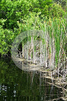 Cattails vegetation near marsh