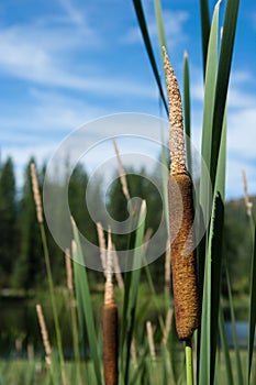 Cattails