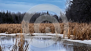 Cattails and water grasses grow in partially frozen water