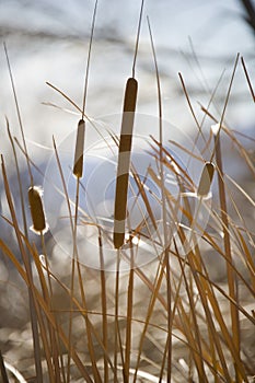 Cattails in winter