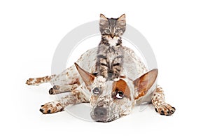 Catte Dog With Kitten on His Head