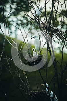 catte egret bird the amazon rainforest