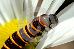 Catterpilar and flower