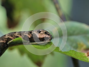 Catterpillar of the cerura vinula