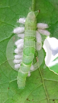 catterpillar photo