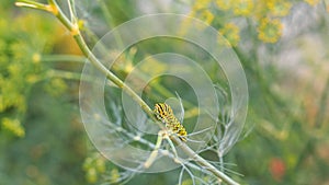 Catterpillar of Papilio machaon nearing its final days as a caterpillar. Crawling on a fennel.