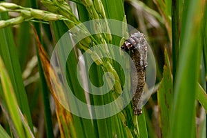 Catterpillar among Rice Plants