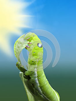 Catterpillar sitting on a green leave.