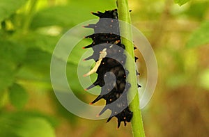 Catterpillar of Southern Birdwing Butterfly, Troides minos, Sammillan Shetty`s Butterfly Park photo