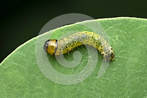 Catterpiller of moth, Bombyx mori, Satara, Maharashtra,