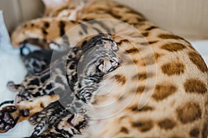 Cattery of bengalcats kitten