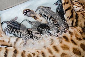 Cattery of bengalcats kitten