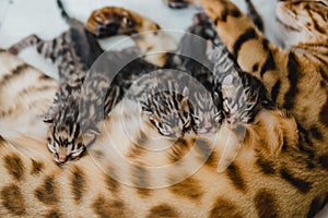 Cattery of bengalcats kitten