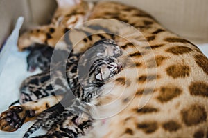 Cattery of bengalcats kitten