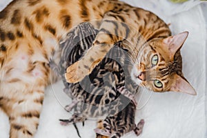 Cattery of bengalcats kitten