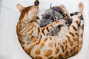 Cattery of bengalcats kitten