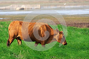 Cattle