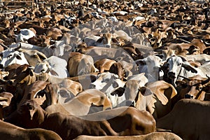 Cattle