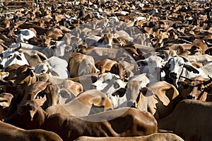 Cattle