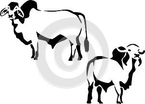 Cattle