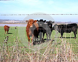 Cattle