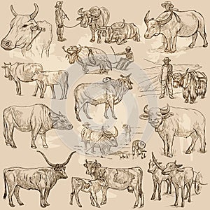 Cattle animals - an hand drawn vector pack, collection.