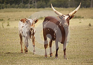 Cattle Ankole-Watusi