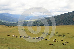 Cattle in Argentina