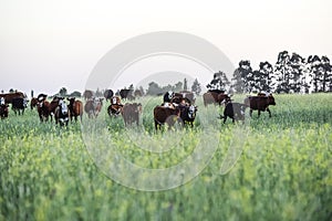 Cattle in Argentine countryside,