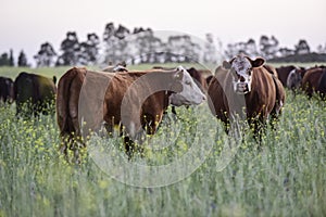 Cattle in Argentine countryside,