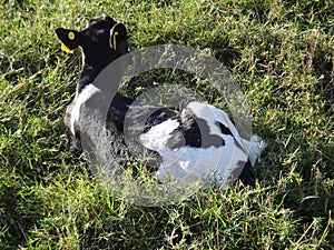 Calf lying on the grass photo