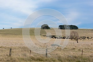 Cattle on Australian Field