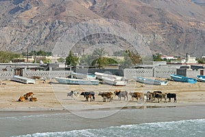 Cattle on the Beach at Shaâ€™am in the UAE