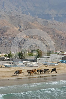 Cattle on the Beach at Shaâ€™am in the UAE